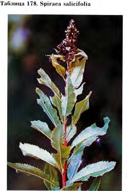 Spiraea salicifolia L. — Спирея иволистная (Д) Spirae20