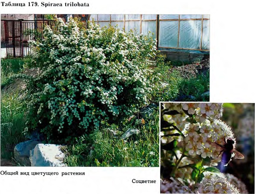 Spiraea trilobata L. — Спирея трёхлопастная (Ш) Spirae21