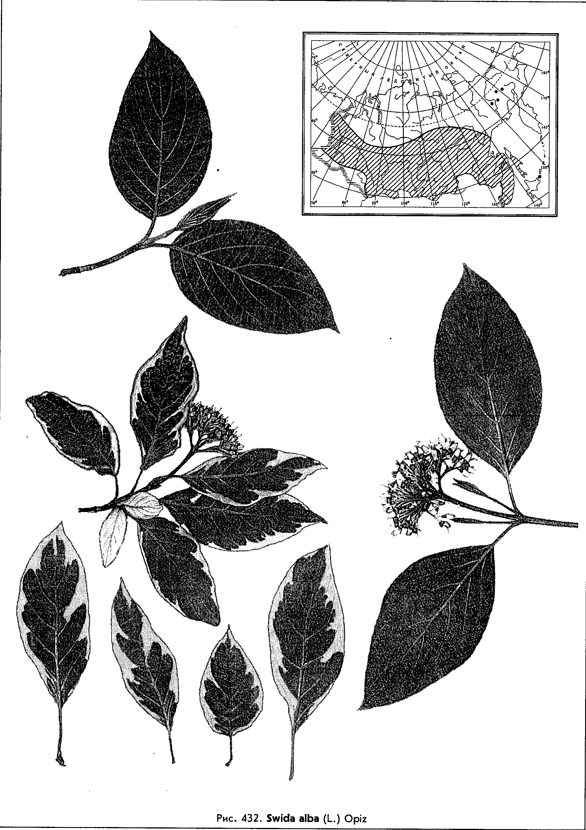 Swida alba (L.) Opiz — Свида белая (Ш) Swida-10