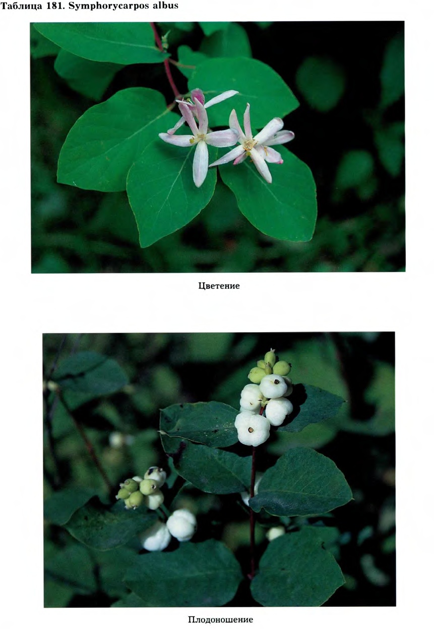 Symphoricarpos albus (L.) Blake — Снежноягодник белый, кистевой (О) Sympho10
