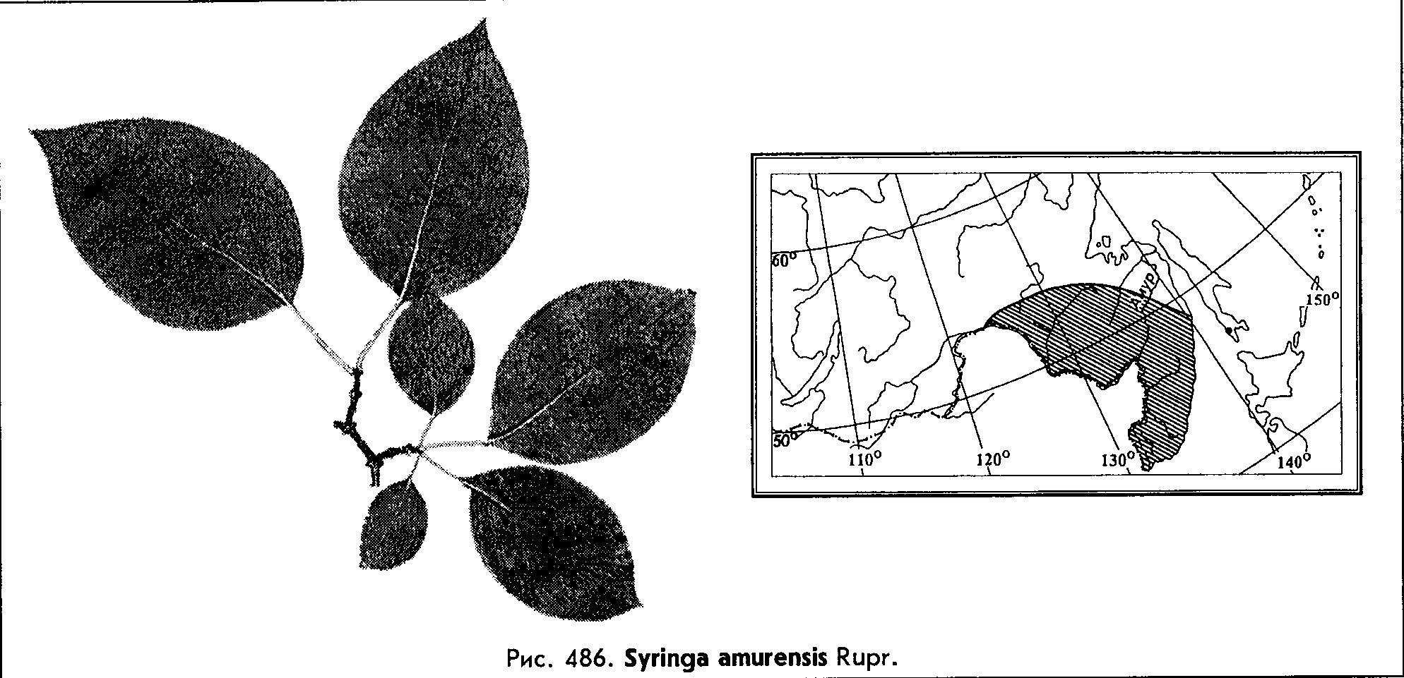 Syringa amurensis Rupr. — Сирень амурская (Ш) Syring10