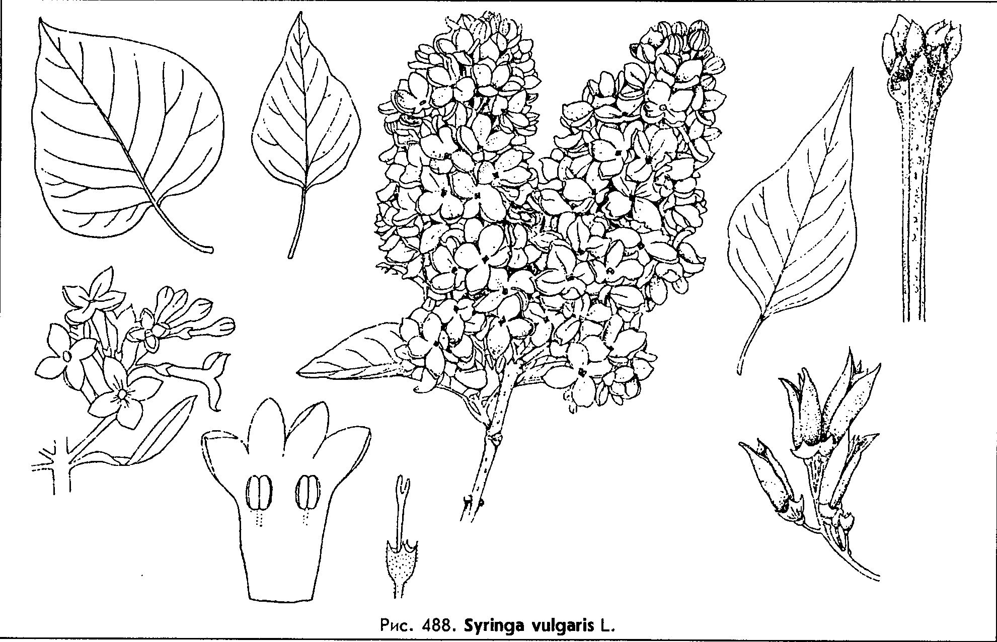 Syringa vulgaris L. — Сирень обыкновенная (Ш) Syring11