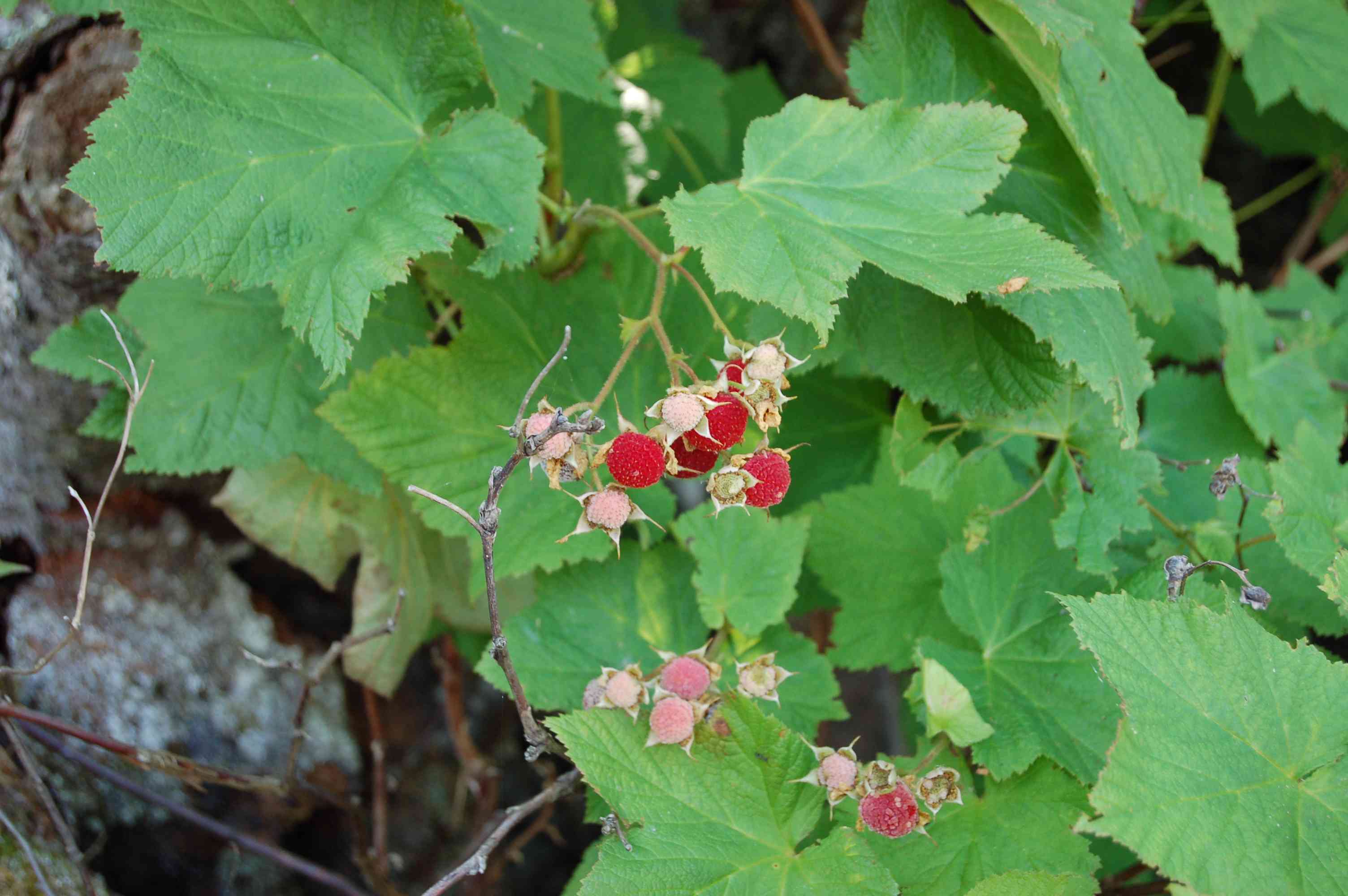 Rubus parviflorus Nutt. — Малина мелкоцветковая (О) Thimbl10