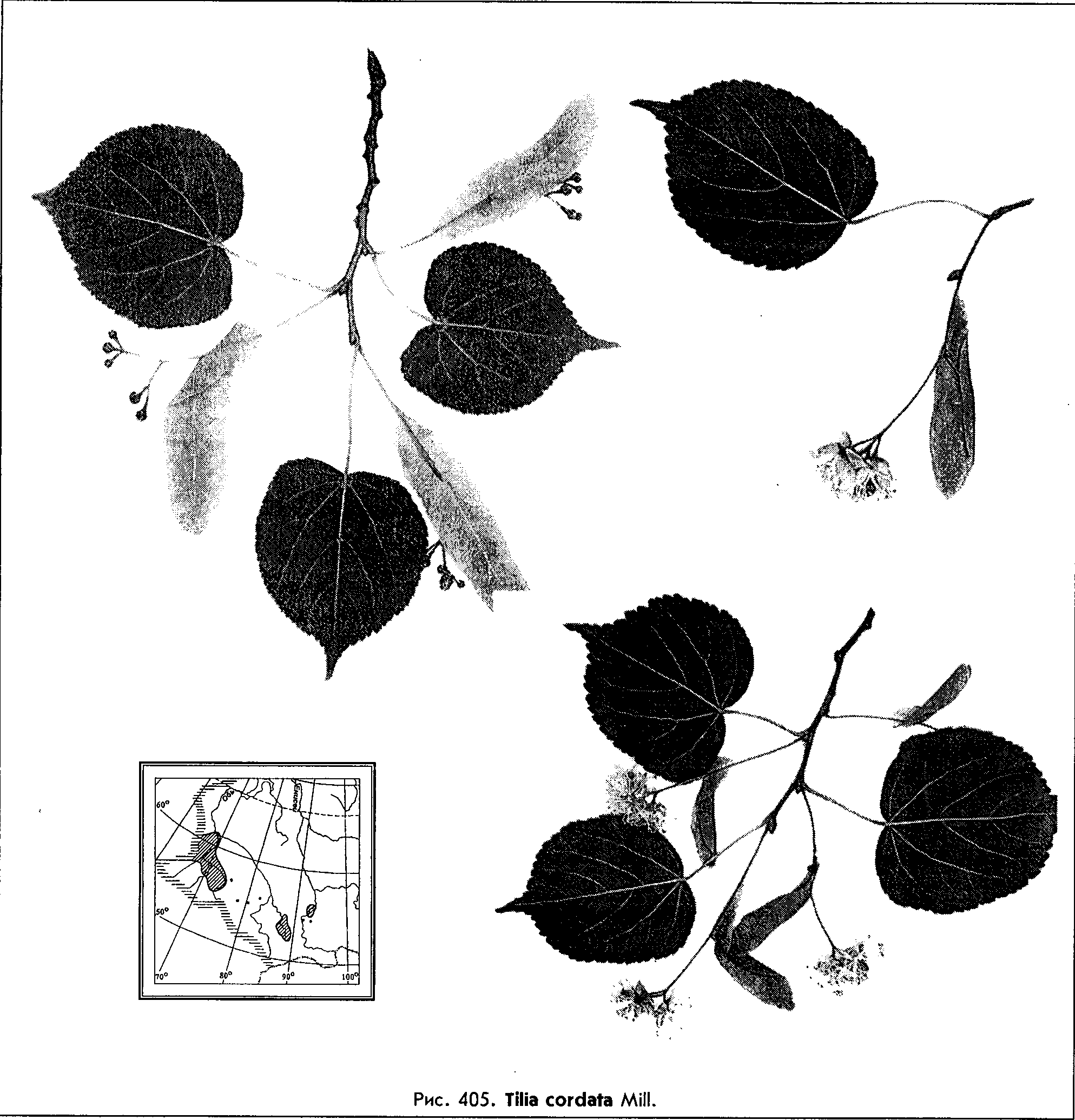 Tilia cordata Mill. — Липа сердцевидная, или мелколистная (Ш) Tilia-10