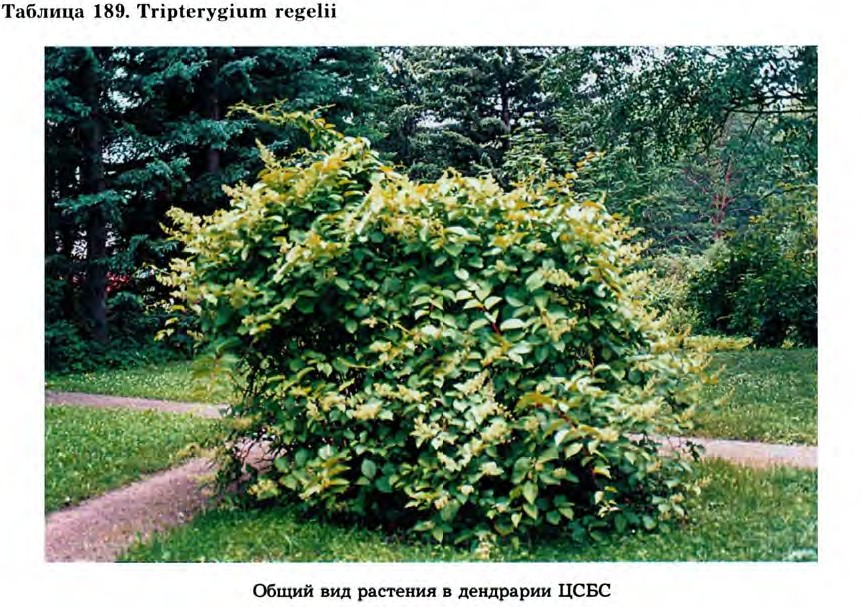 Tripterygium regelii Sprague et Takeda — Триптеригиум Регеля, или Вильфорда (О) Tripte10