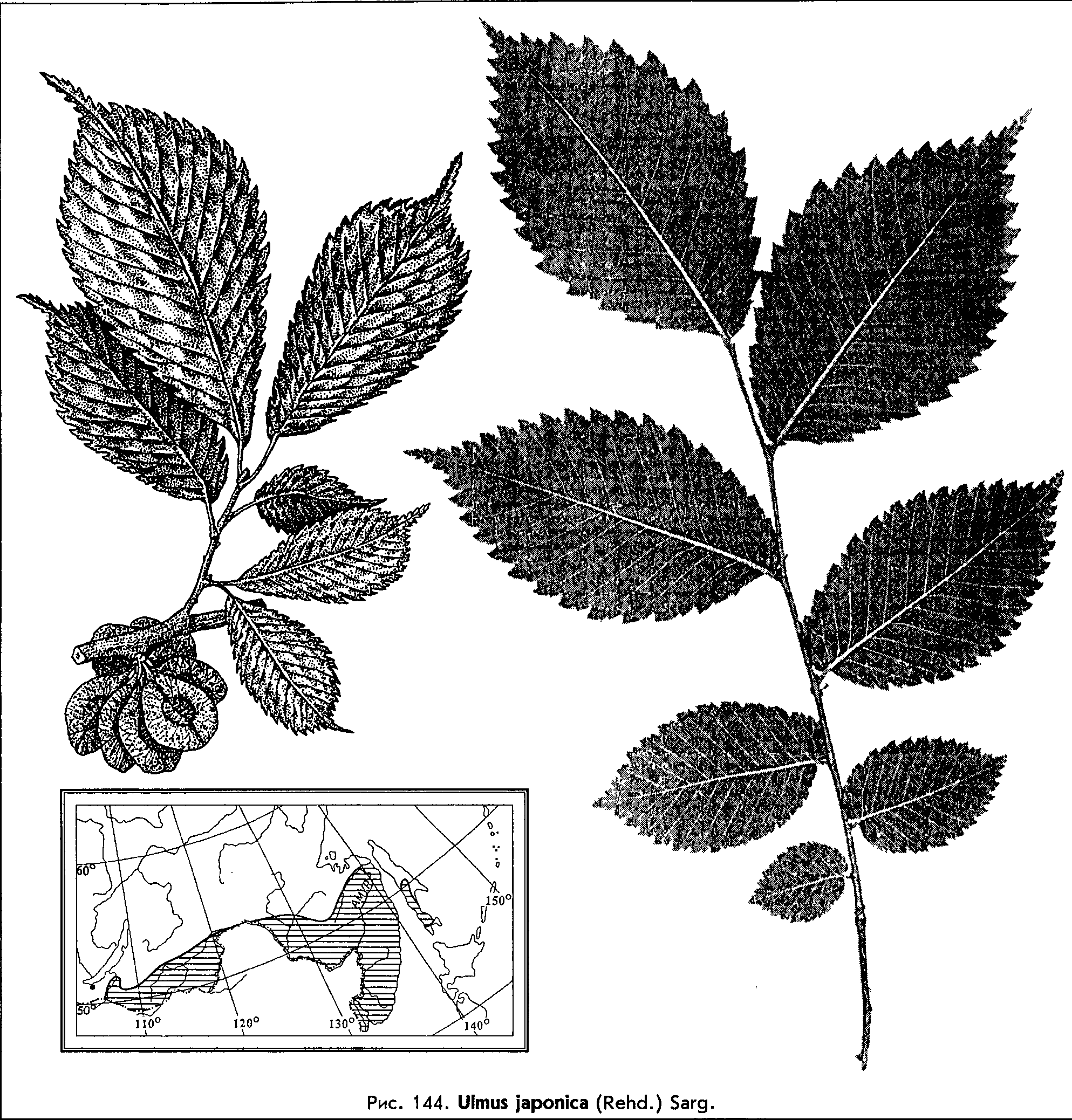 Ulmus japonica (Rehd.) Sarg. — Ильм (вяз) японский (Ш) Ulmus-10