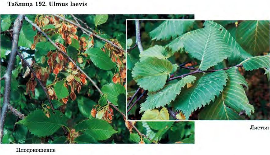 Ulmus laevis Pall. — Ильм (вяз) гладкий (Ш) Ulmus-13