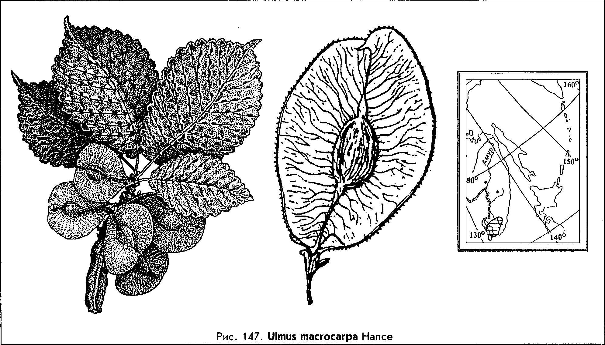 Ulmus macrocarpa Hance — Ильм (вяз) крупноплодный Ulmus-13