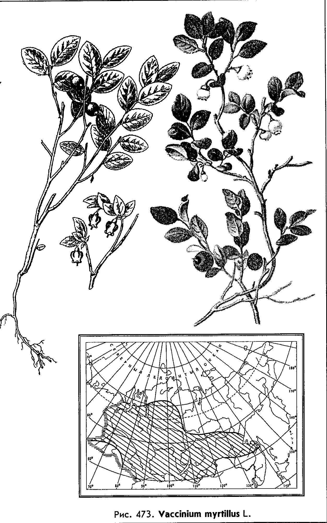 Vaccinium myrtillus L. — Черника обыкновенная Vaccin10