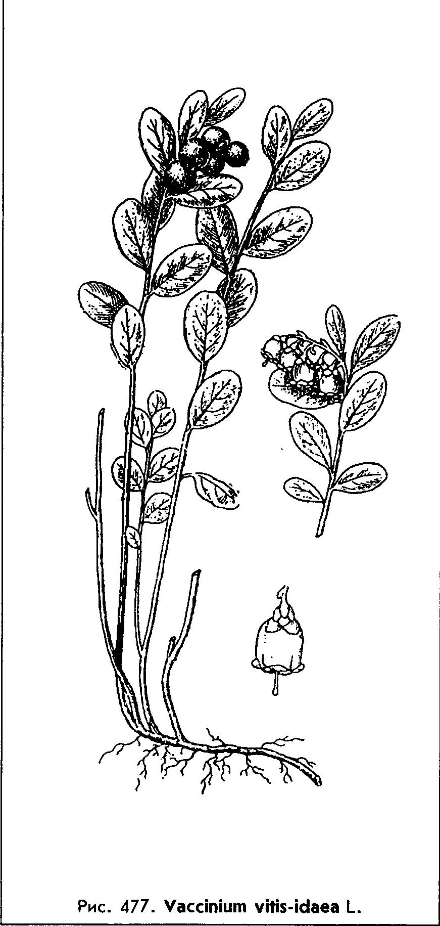 Vaccinium vitis-idaea L. — Брусника обыкновенная Vaccin12