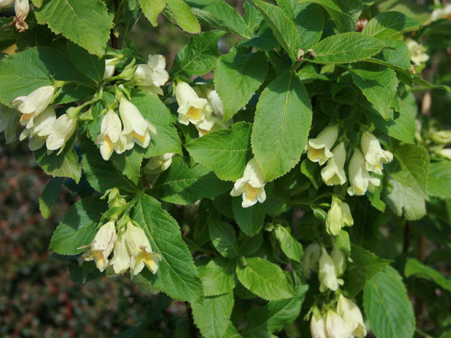 Weigela middendorffiana (Carr.) C. Koch — Вейгела Миддендорфа (О) Vejgel10