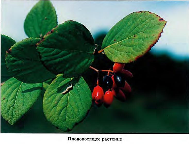 Viburnum burejaeticum L. — Калина буреинская, бурейская (Д) Viburn10