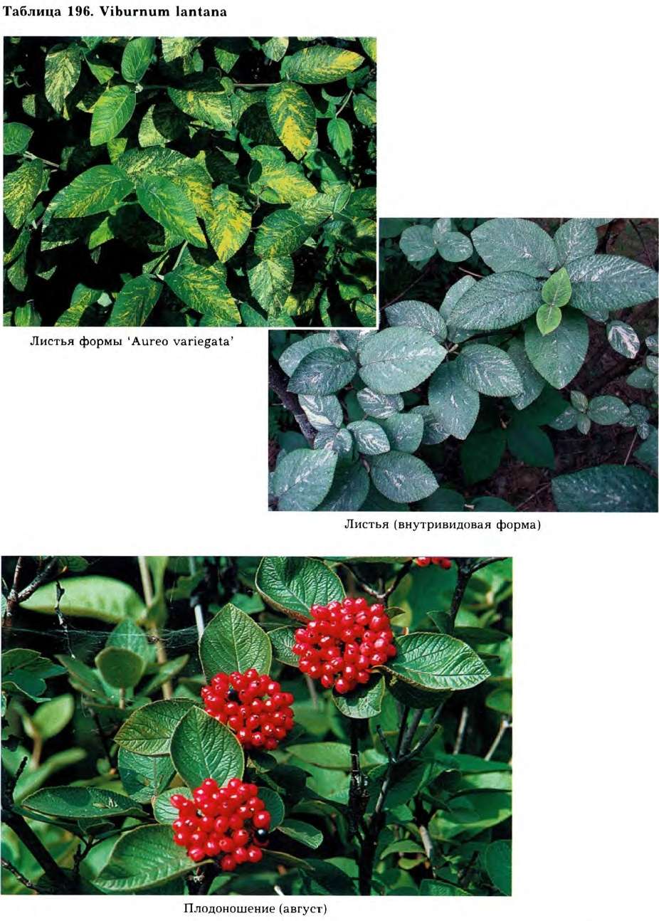 Viburnum lantana L. — Калина гордовина обыкновенная (Д) Viburn11