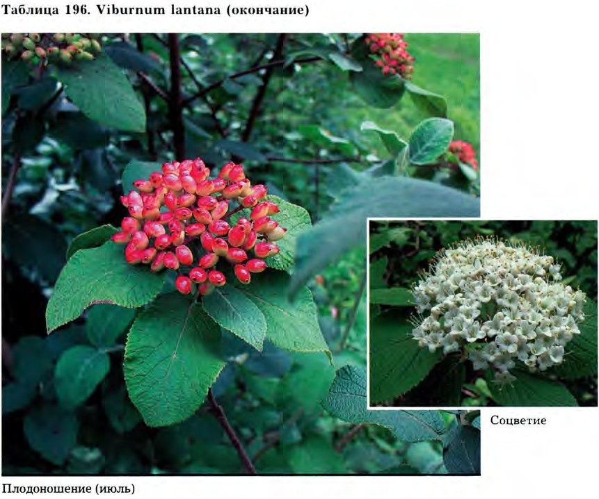 Viburnum lantana L. — Калина гордовина обыкновенная (Д) Viburn12