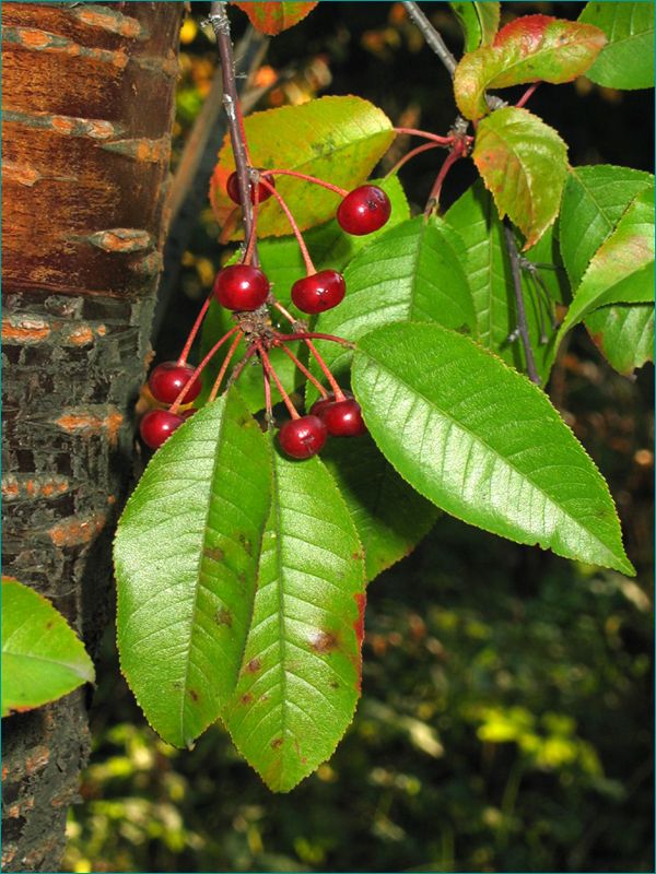 Cerasus pensylvanica (L.f.) Loisel.— Вишня (черёмуха) пенсильванская (Д) Vishny10