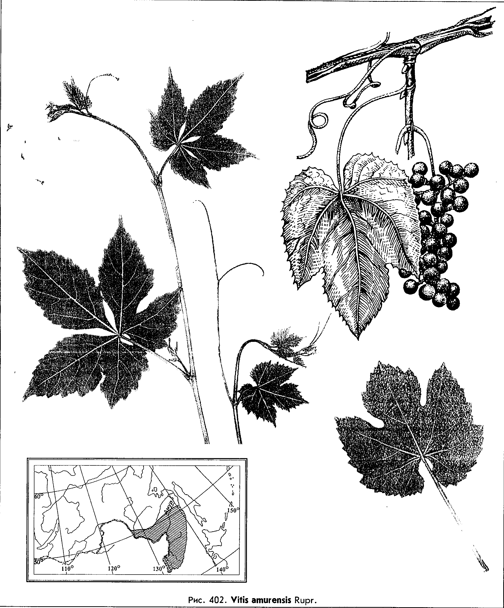 Vitis amurensis Rupr. — Виноград амурский (Ш) Vitis-10