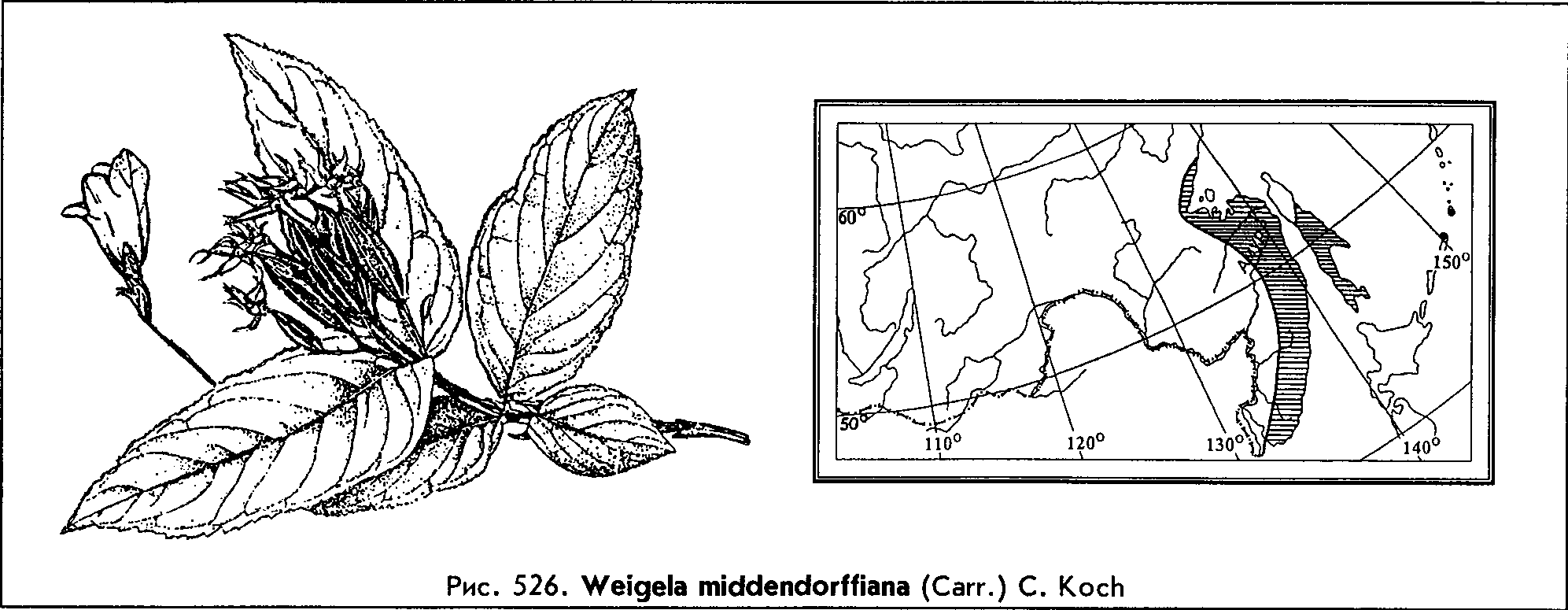 Weigela middendorffiana (Carr.) C. Koch — Вейгела Миддендорфа (О) Weigel10