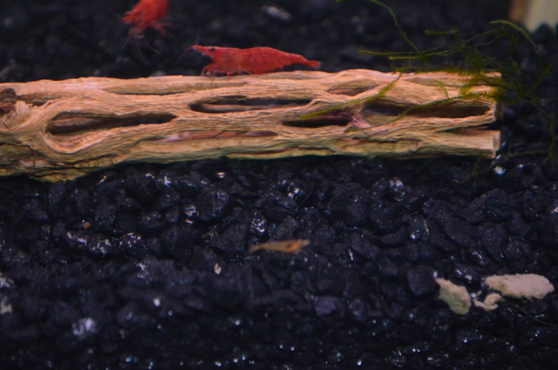 Red Cherry Shrimp Dsc_0015