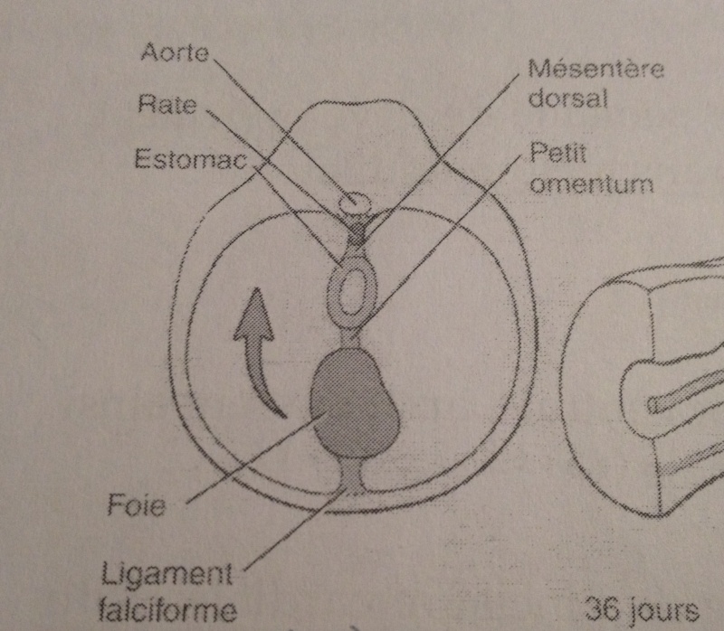 mésogastre Img_2211