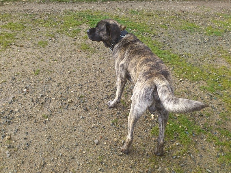 Falco mâle type Cane Corso 4 ans refuge Dsc_1611