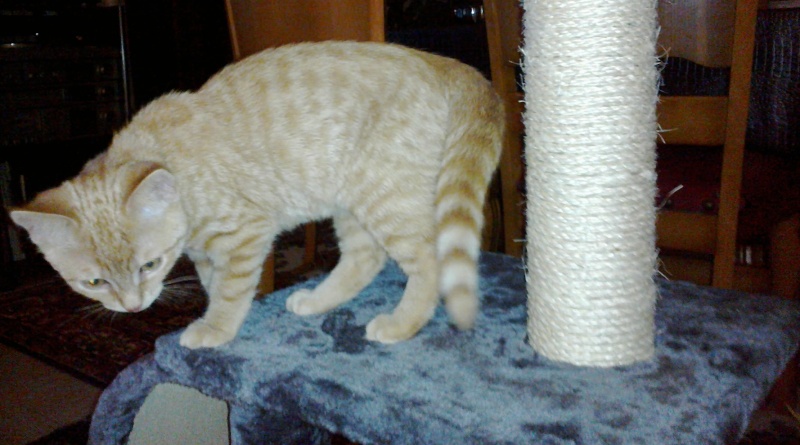 Potiron, chaton roux né début septembre 2014  28122013