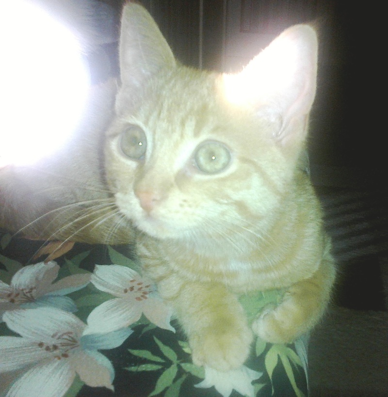 Potiron, chaton roux né début septembre 2014  29122012