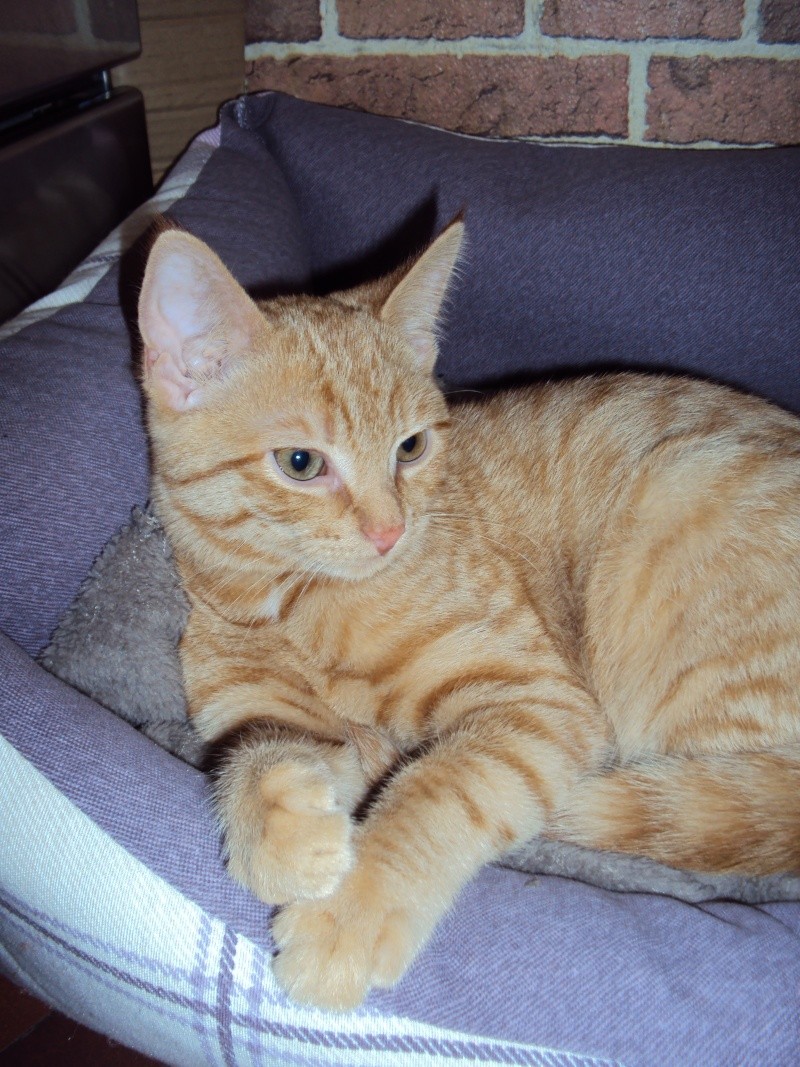 Potiron, chaton roux né début septembre 2014  Dsc00510