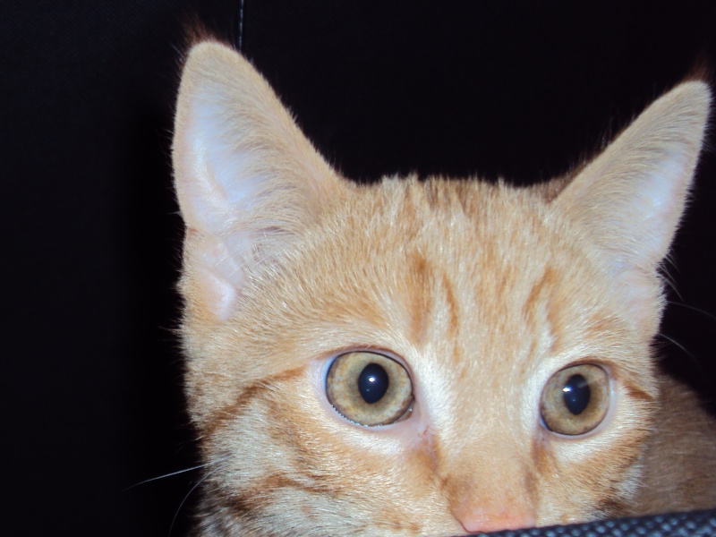 Potiron, chaton roux né début septembre 2014 Dsc00623