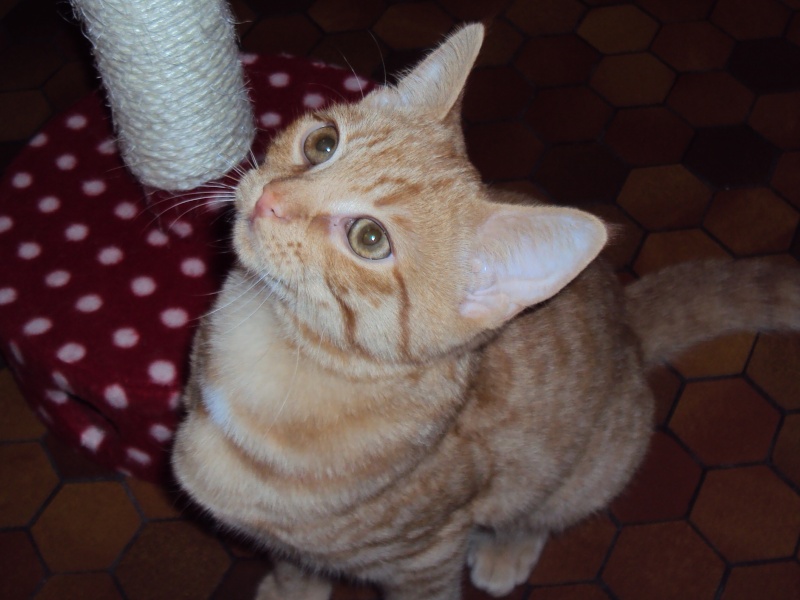 Potiron, chaton roux né début septembre 2014  Dsc00711