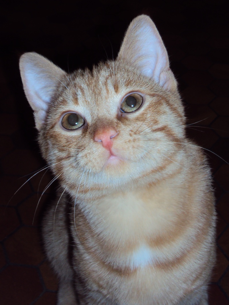 Potiron, chaton roux né début septembre 2014  Dsc00716