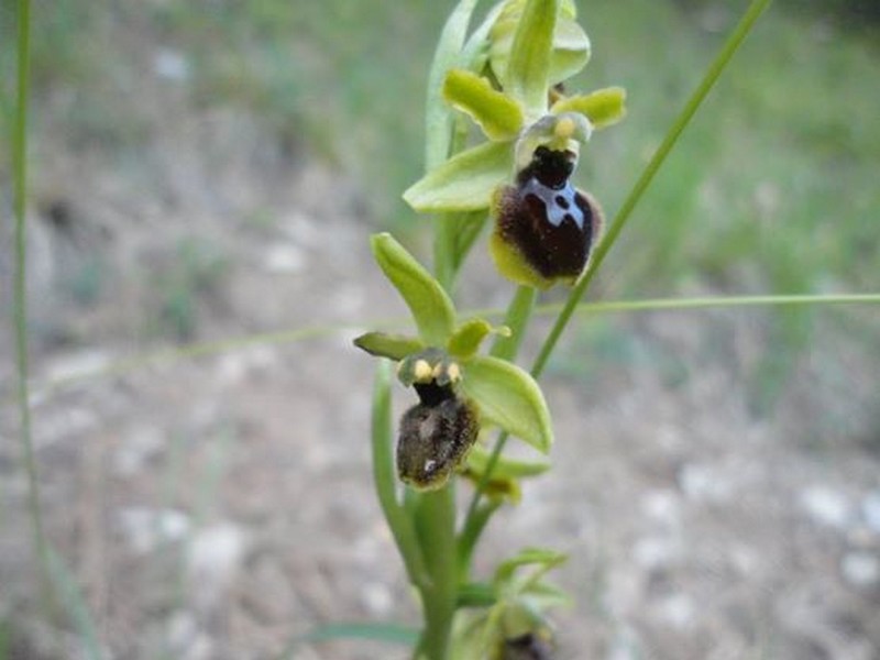 Orchidées de Chartreuse. 10028810