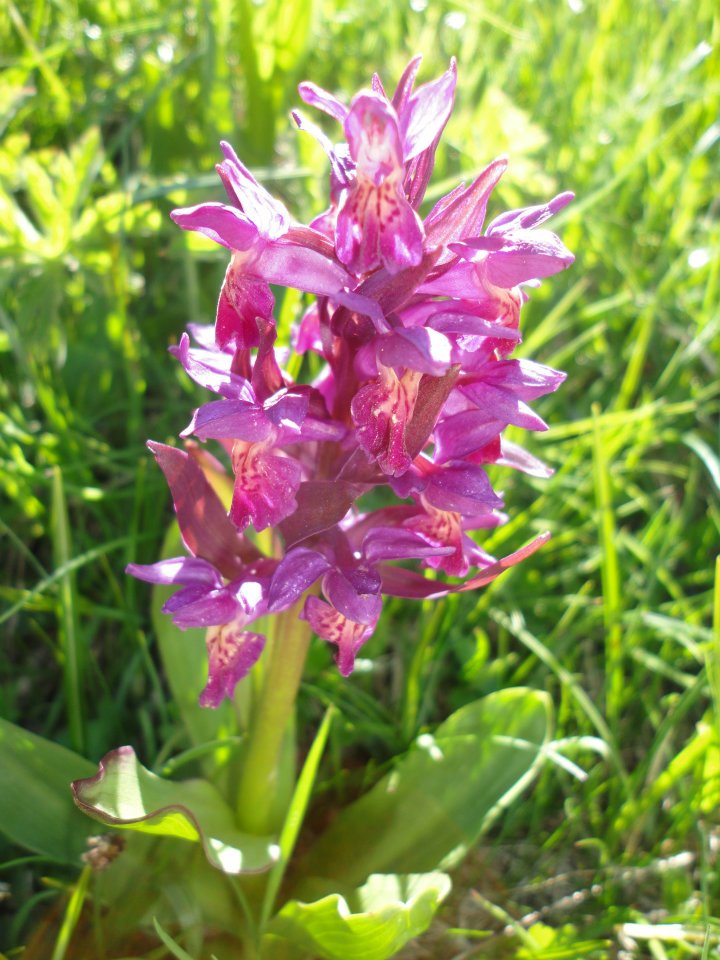 Orchidées de Chartreuse. 1010