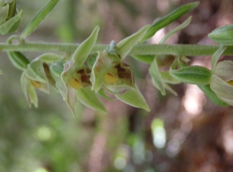 Orchidées de Chartreuse. 1011