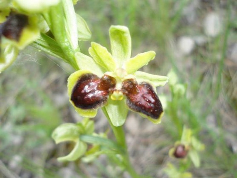 Orchidées de Chartreuse. 10320410