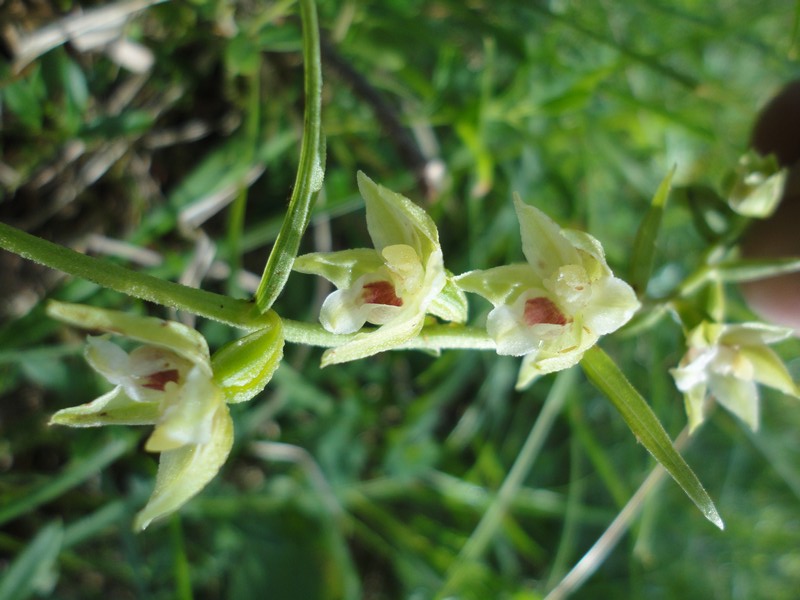 Orchidées de Chartreuse. 1111