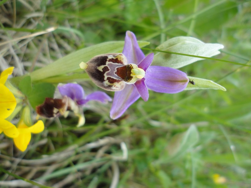 Orchidées de Chartreuse. 1113