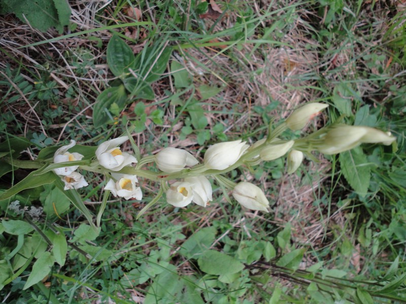 Orchidées de Chartreuse. 112
