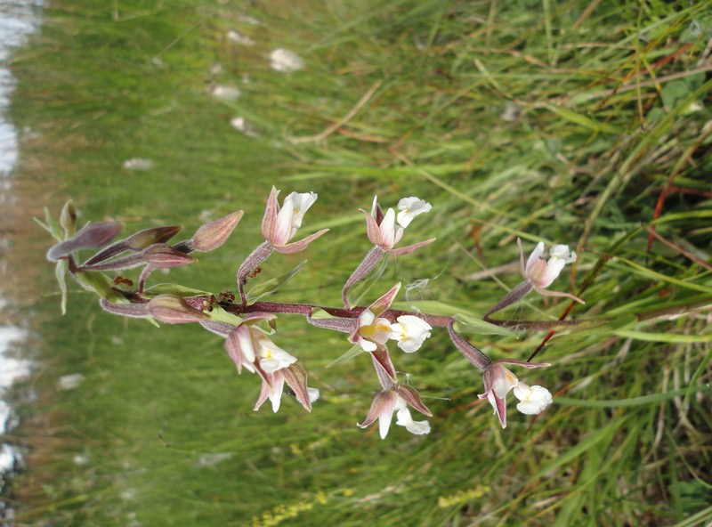 Orchidées de Chartreuse. 114