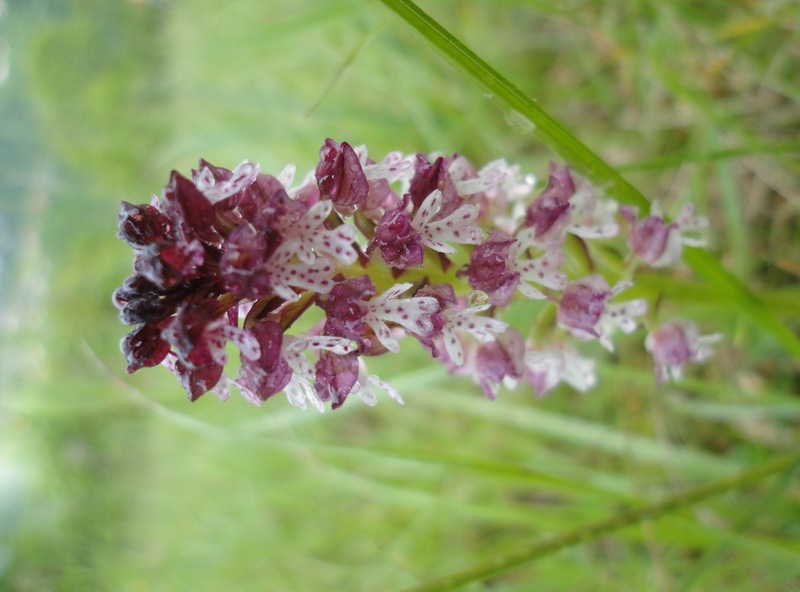Orchidées de Chartreuse. 115