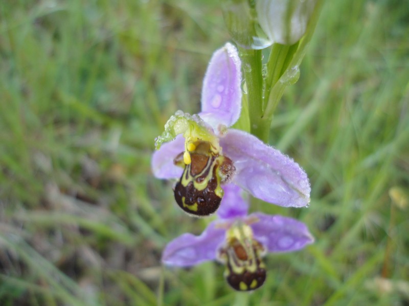 Orchidées de Chartreuse. 116