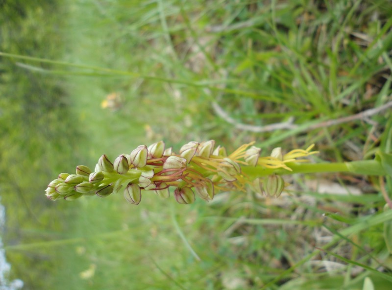 Orchidées de Chartreuse. 117