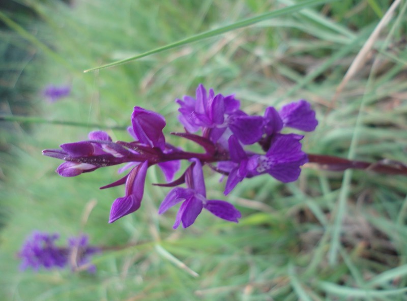 Orchidées de Chartreuse. 1210