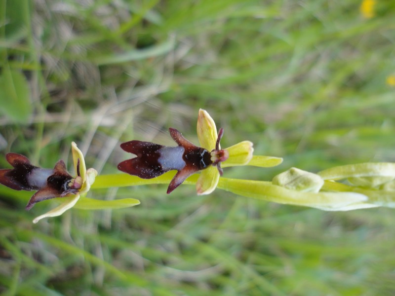Orchidées de Chartreuse. 1211