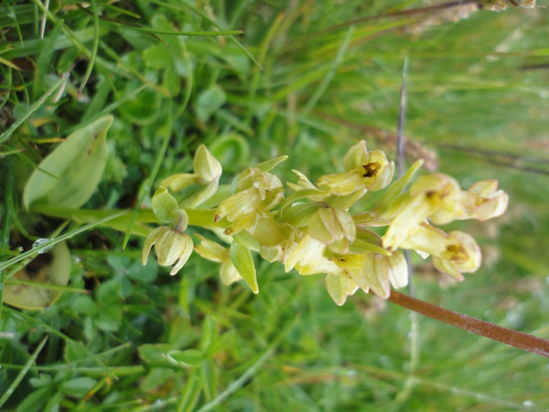 Orchidées de Chartreuse. 1310
