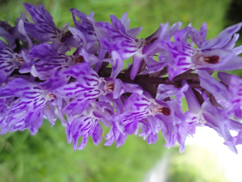 Orchidées de Chartreuse. 211