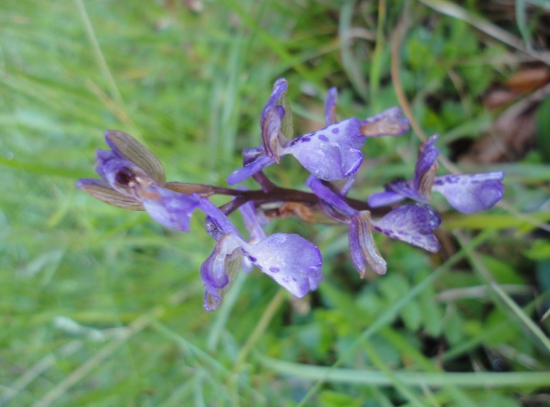 Orchidées de Chartreuse. 310