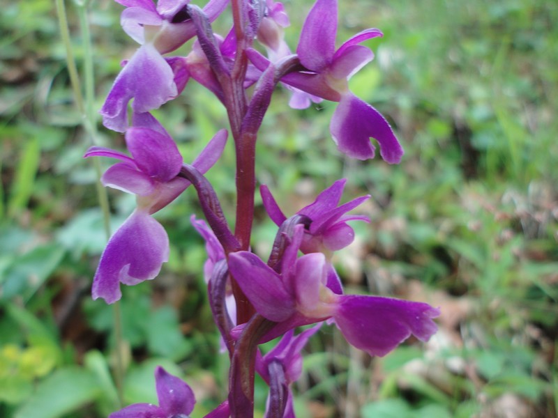 Orchidées de Chartreuse. 315