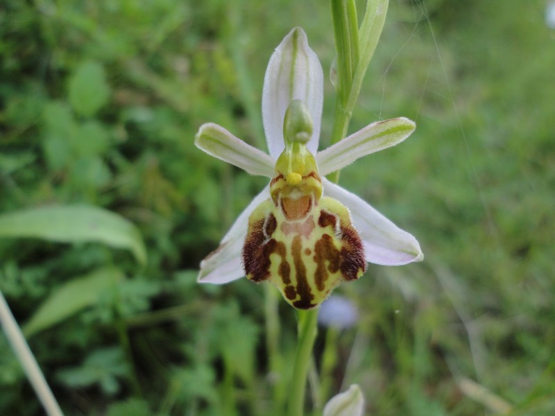 Orchidées de Chartreuse. 4_11