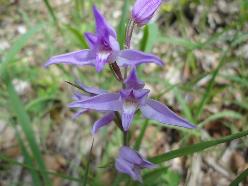 Orchidées de Chartreuse. 510