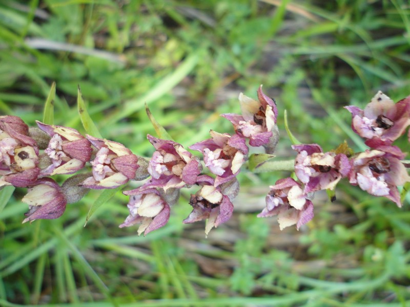 Orchidées de Chartreuse. 512